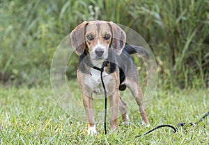 Beagle rabbit hunting dog rescue photo