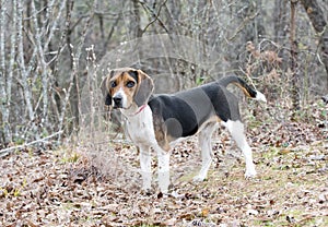Beagle rabbit hunting hound dog outdoors