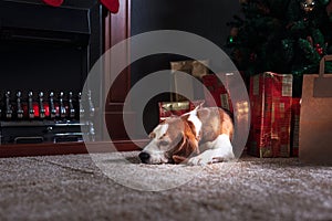 Beagle rest on carpet near to fireplace in empty room with Christmas decorations