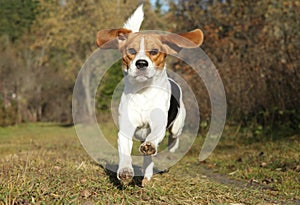 Beagle running in autumn park photo