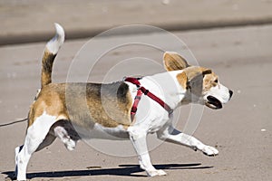 Beagle running on the beach very close to the sea