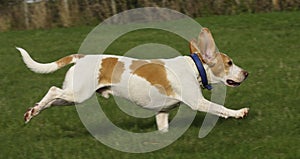 Beagle running free