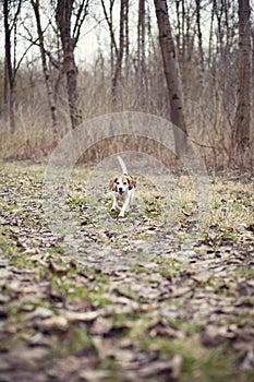 Beagle running in the park photo