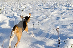 Beagle running in snowy field. Fresh winter day.