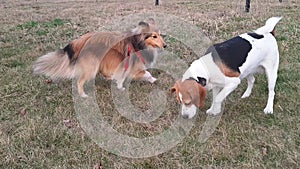 Beagle and Sheltie playing outside. Beagle dog and Shetland Sheepdog playing together. Beagle dog rolling on the grass