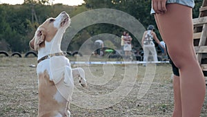 Beagle sit up on hind legs and looked at mistress. young girl Training dog on their own. exercises for obedience learning