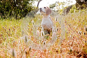 Beagle sitting