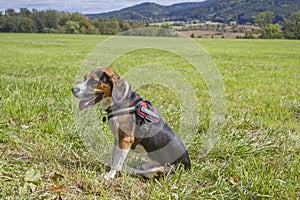 Beagle is sitting on a green meadow