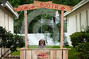 Beagle sitting in a kissing booth