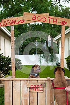 Beagle sitting in a kissing booth with a Boxer as a customer