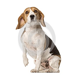 Beagle sitting and lifting paw , isolated