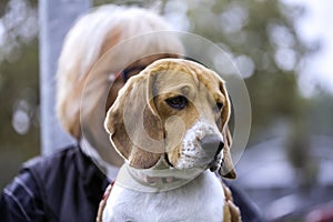 Beagle sitting in owners kneel in exterior