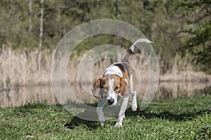 Beagle at the small moor pond