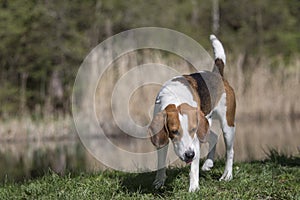 Beagle at the small moor pond