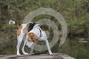 Beagle at the small moor pond