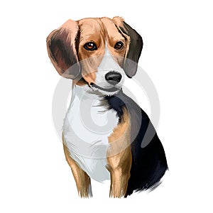 Beagle small scent hound breed dog digital art illustration isolated on white background. English origin, tricolor