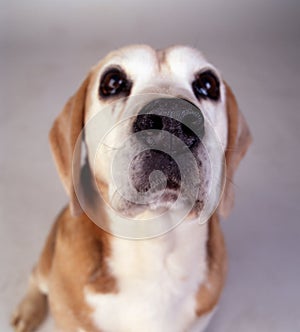 Beagle Sniffer Dog