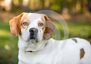 A Beagle x Spaniel mixed breed dog with tear stains