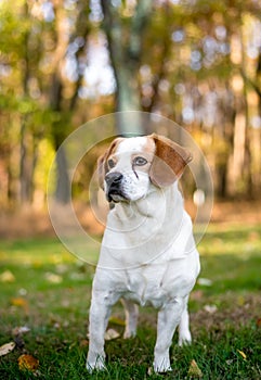 A Beagle x Spaniel mixed breed dog with tear stains