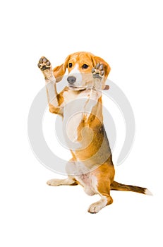 Beagle standing on its hind legs