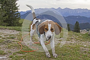 Beagle on the summit of Farrenpoints