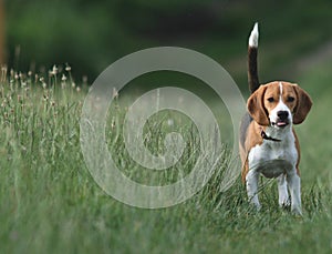 Beagle / Tail Highly Risen