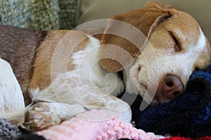 Beagle taking a nap photo