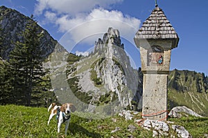 Beagle in the Tegernsee Alps
