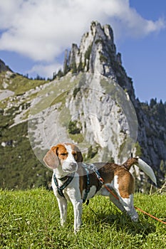 Beagle in the Tegernsee Alps