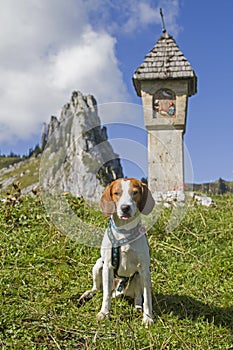 Beagle in the Tegernsee Alps