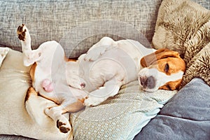 Beagle tired sleeping on couch