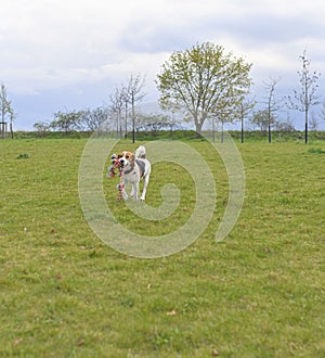 A beagle with a toy in its mouth. Running dog in meadow. Tug of war dog toy in a dog& x27;s mouth.