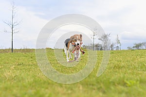 A beagle with a toy in its mouth. Running dog in meadow. Tug of war dog toy in a dog& x27;s mouth.