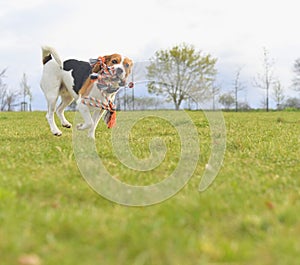 A beagle with a toy in its mouth. Running dog in meadow. Tug of war dog toy in a dog& x27;s mouth.