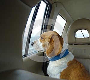 Beagle traveler. A dog riding in a car looking out carefully.