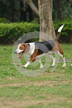 Beagle tri-color dog hunting