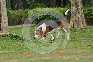 Beagle tri-color dog hunting