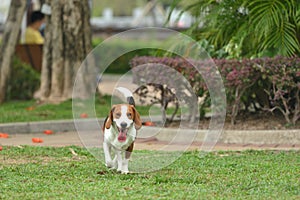 Beagle tri-color dog hunting