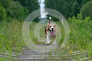 The Beagle for a walk on the forest railway