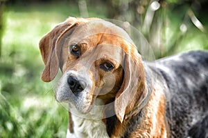 Beagle walk on fresh air. Hunting and detection dog. Dog with long ears on summer outdoor. Cute pet on sunny day. Companion or fri
