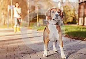 Beagle walk on long lead at the autumn park