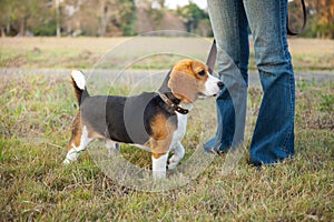 Beagle walk on long lead at the park