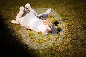 Beagle wallow and roll on grass. Dog has relaxation time lying down on green grass in sun