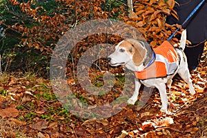 Beagle Wearing Safety Vest