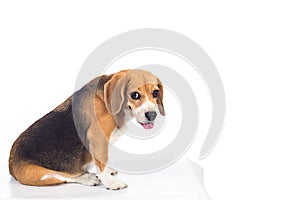 Beagle on white background photo