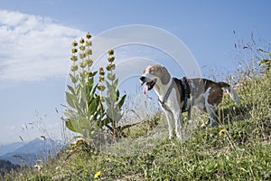 Beagle and yellow gentian