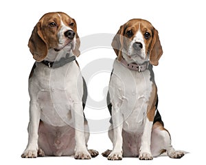 Beagles, 1 and 3 years old, sitting