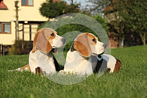 Beagles photo