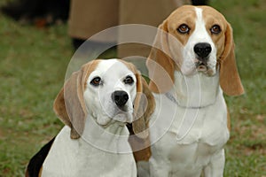 Beagles