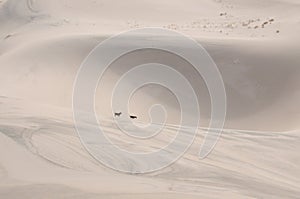 Beagles at the edge of a sand bowl